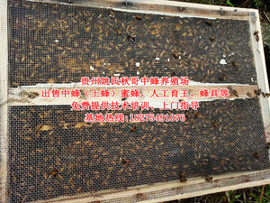 贵州蜜蜂人工育王